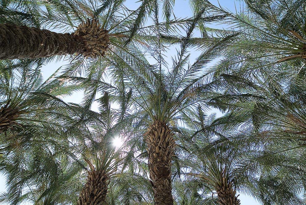 Jerusalem Sunlight Wallpaper Wall Mural - White Pine - HD Wallpaper 