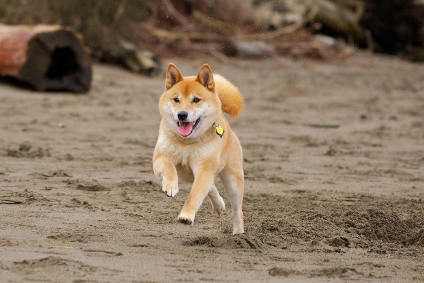 Shiba Inu, Hd Widescreen Images, Gwyneth Lamputt - Shiba Inu Running - HD Wallpaper 