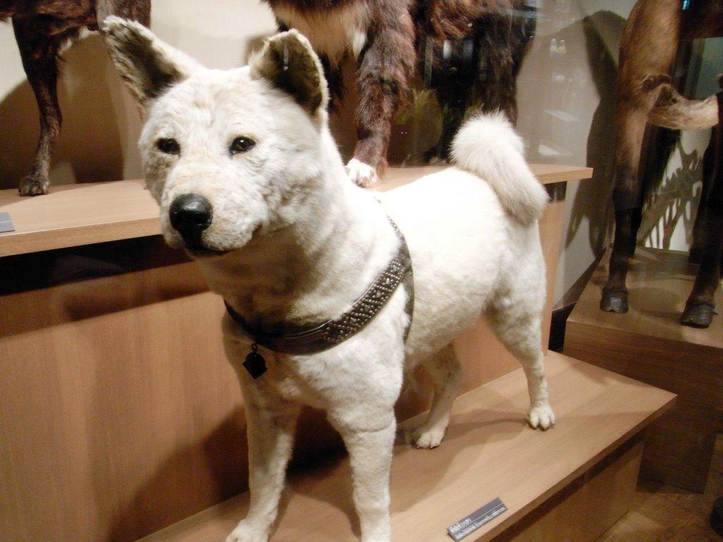 The Symbol Of Loyal Stands Here In Front Of You - Kishu - HD Wallpaper 