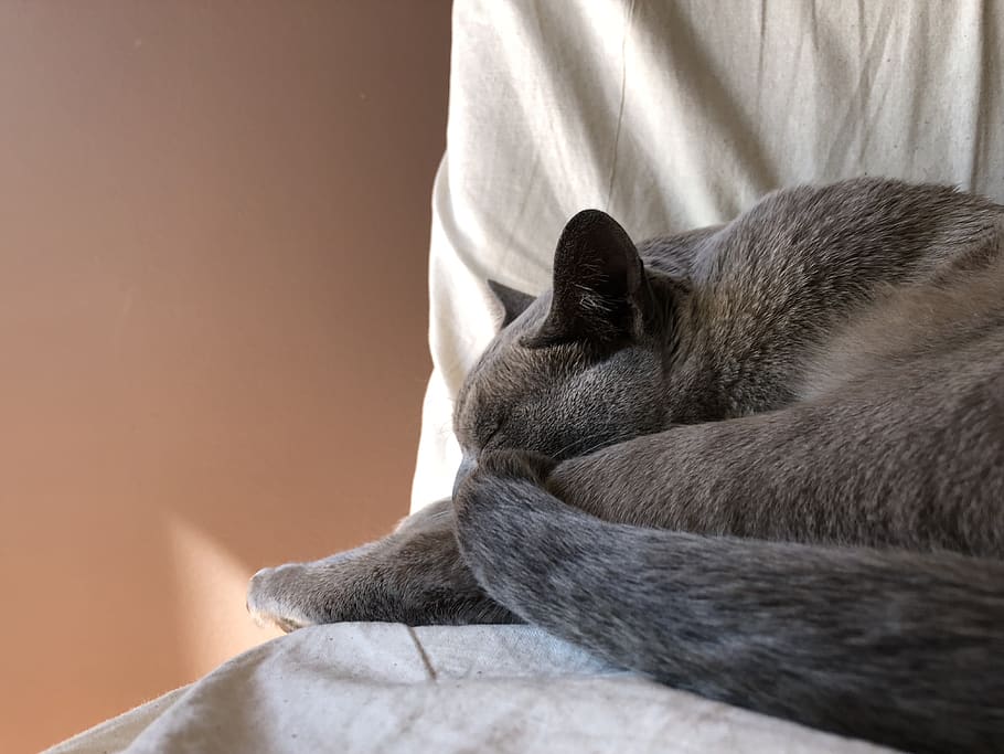 Australia, Kaleen, 4 Colo Pl, Mammal, One Animal, Domestic, - Russian Blue - HD Wallpaper 