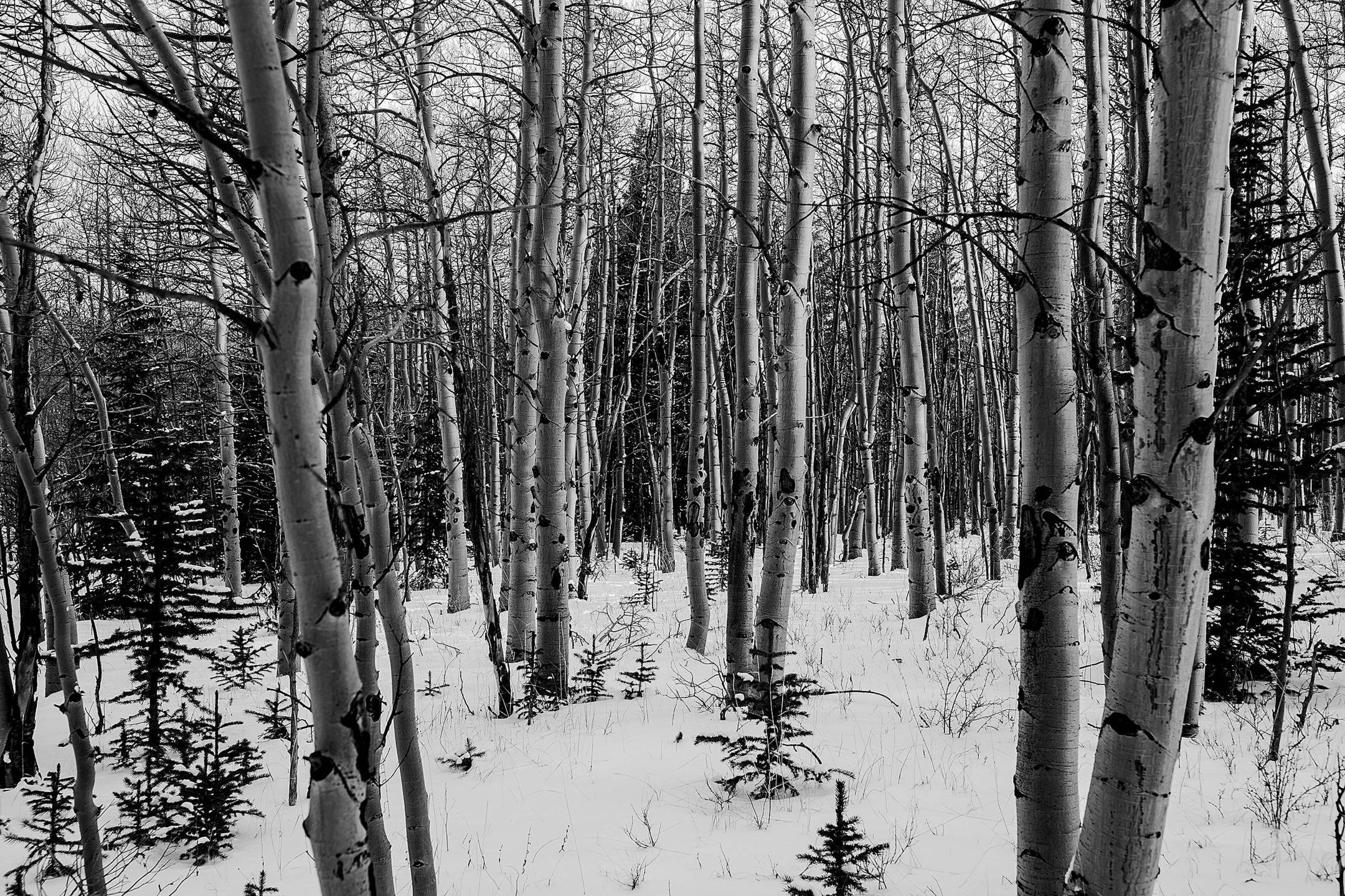 Pike National Forest Colo Wallpaper - Grove - HD Wallpaper 