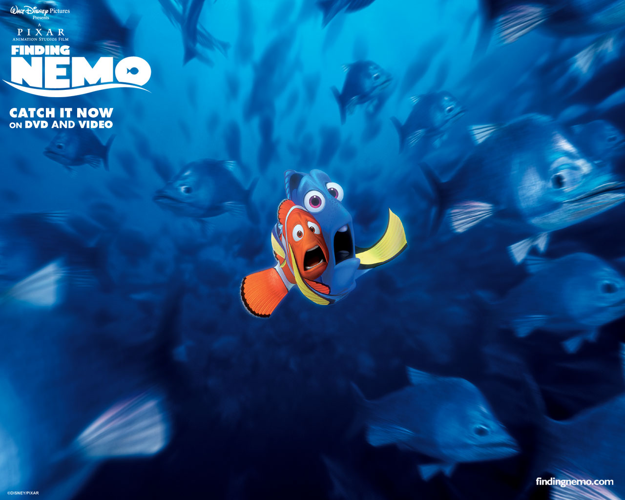 Finding Nemo - HD Wallpaper 