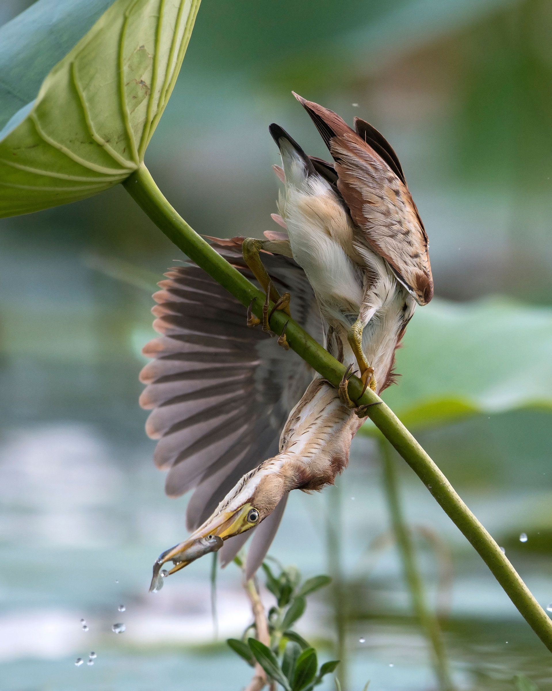 Hummingbird - HD Wallpaper 