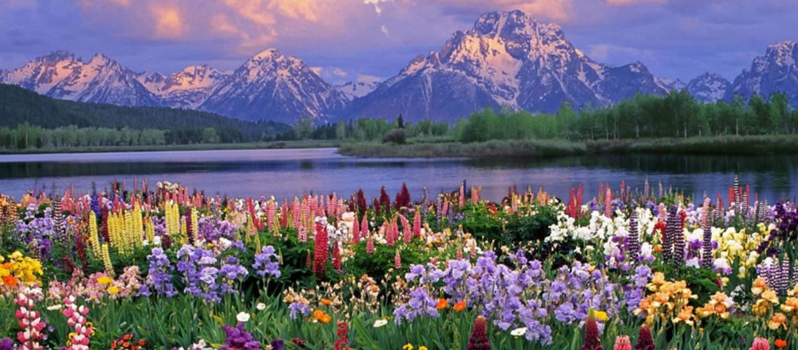 Beautiful Flowers Hd Wallpaper - Grand Teton National Park, Mount Moran - HD Wallpaper 