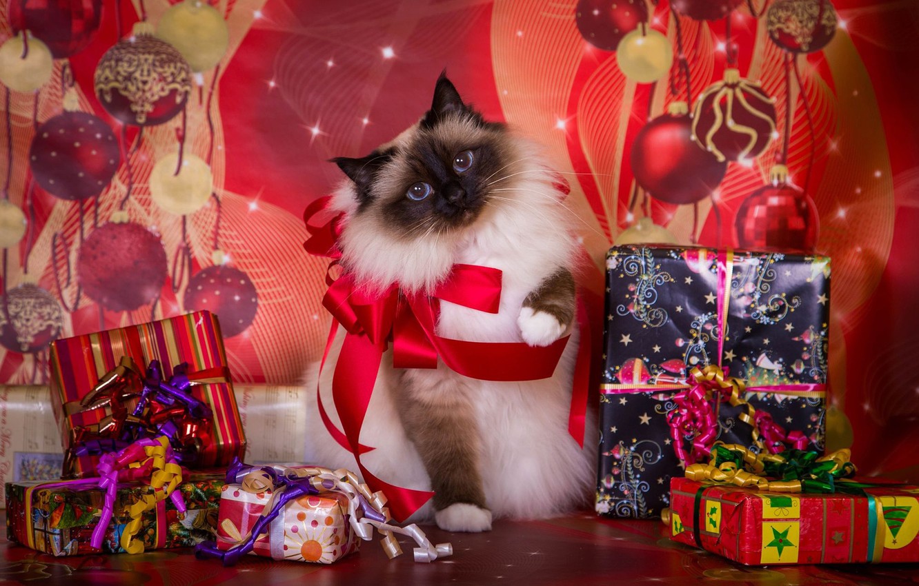 Photo Wallpaper Cat, Background, Holiday, New Year, - Merry Christmas Cat Siamese - HD Wallpaper 