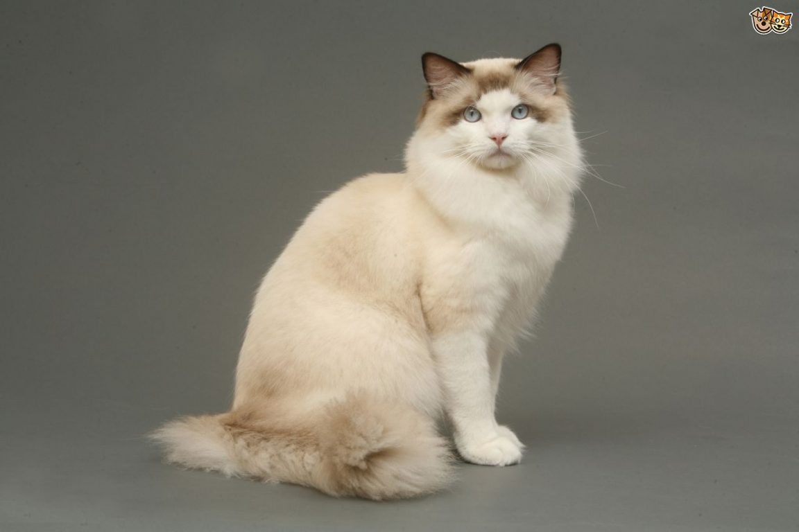 Ragdoll Cats Grooming Before And After - HD Wallpaper 