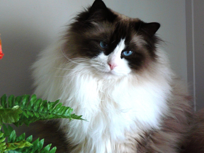beautiful ragdoll