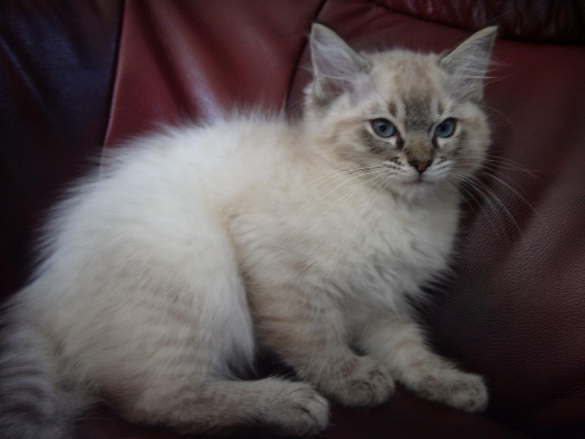 Tabby Ragdoll Cat Wallpaper 1080p - Asian Semi-longhair - HD Wallpaper 