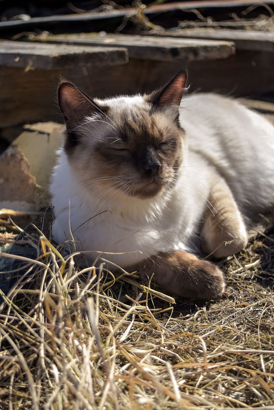 Cat, Kitten, Ragdoll, Sun, Relaxed, Pet, Kitty, Cute, - HD Wallpaper 