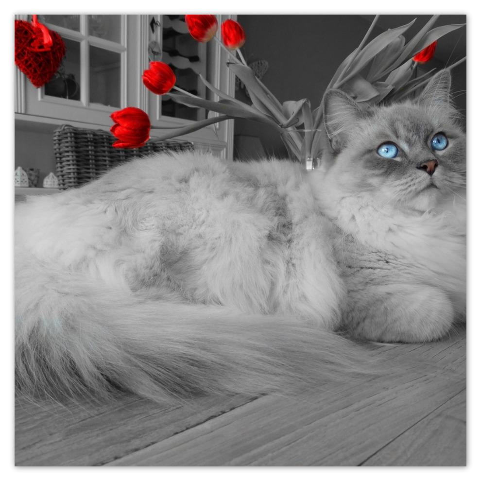 Photo Wall Paper Vlies Wallpaper Ragdoll No 2106 Thumbnail - Main Coon Ragdoll Mix - HD Wallpaper 