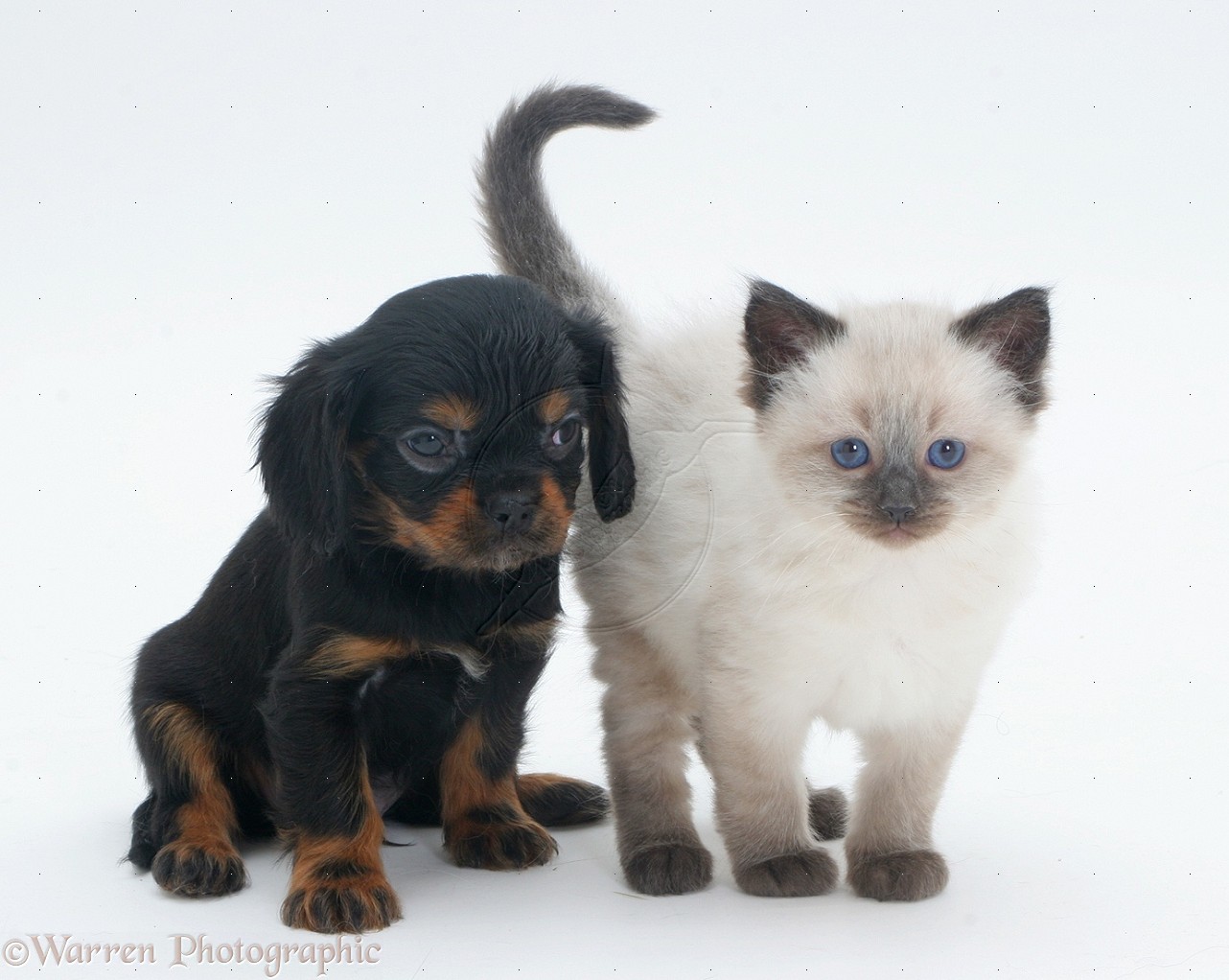 Ragdoll Cat Hd Black Ragdoll Kittens Wallpaper Cats - HD Wallpaper 