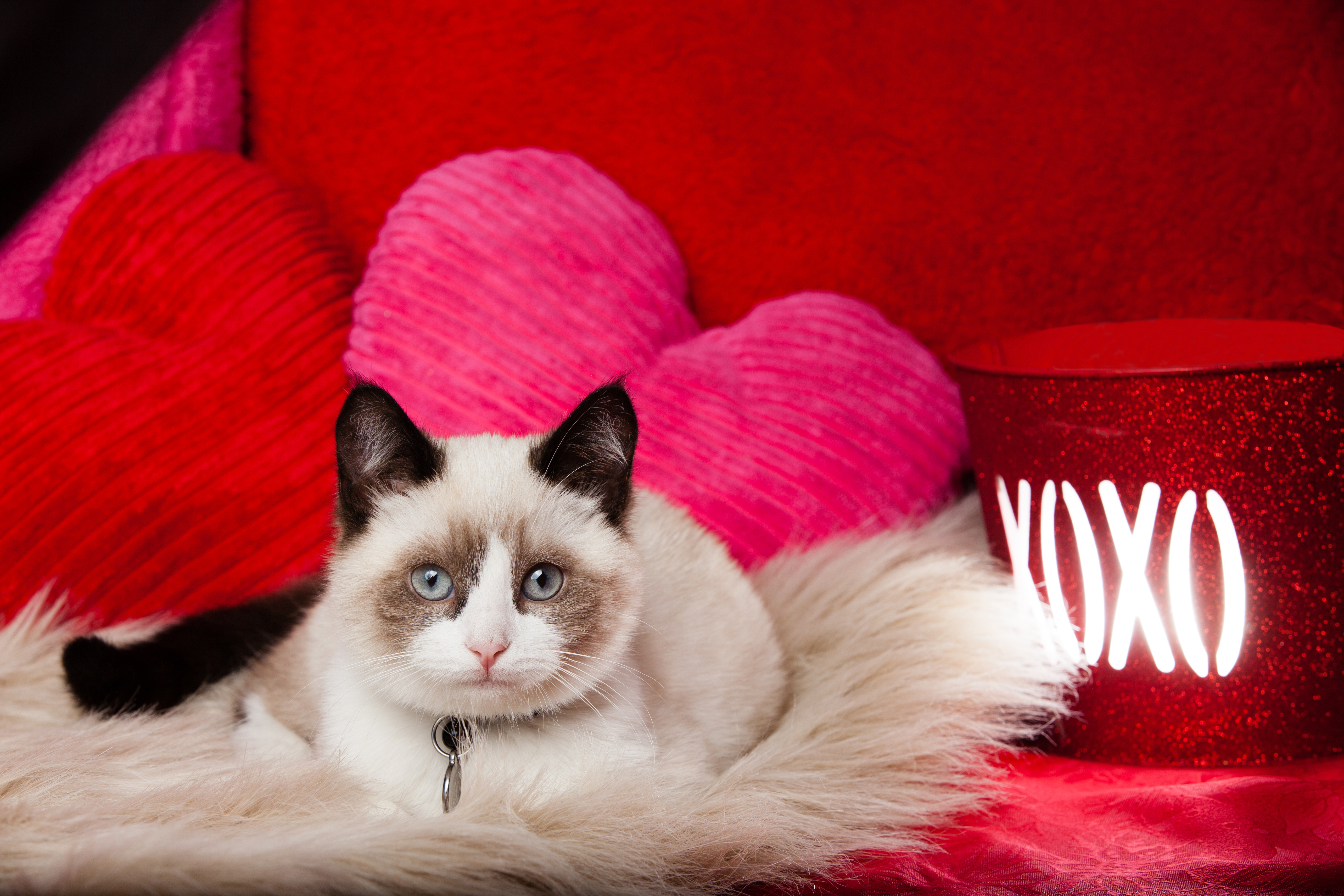 Cute Animal Valentines Day - HD Wallpaper 