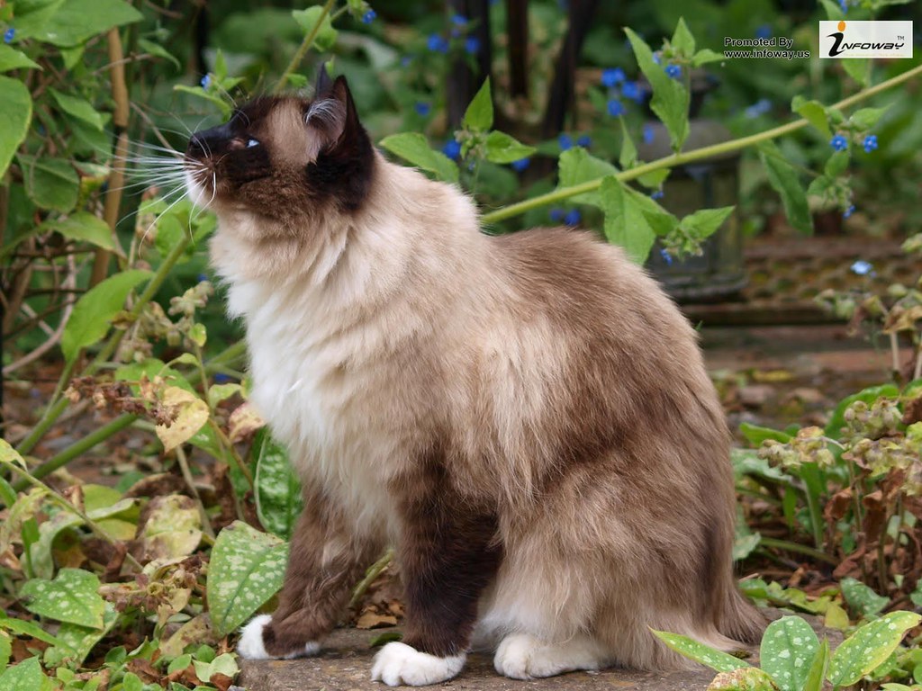 Ragdoll Cats Wallpaper - Brown Cat - HD Wallpaper 