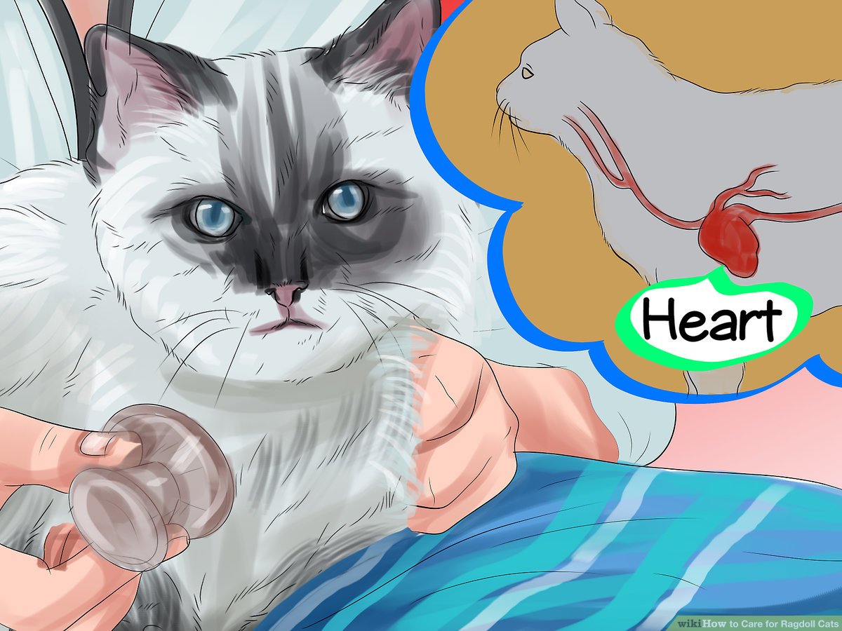 Care For A Ragdoll Cat - HD Wallpaper 