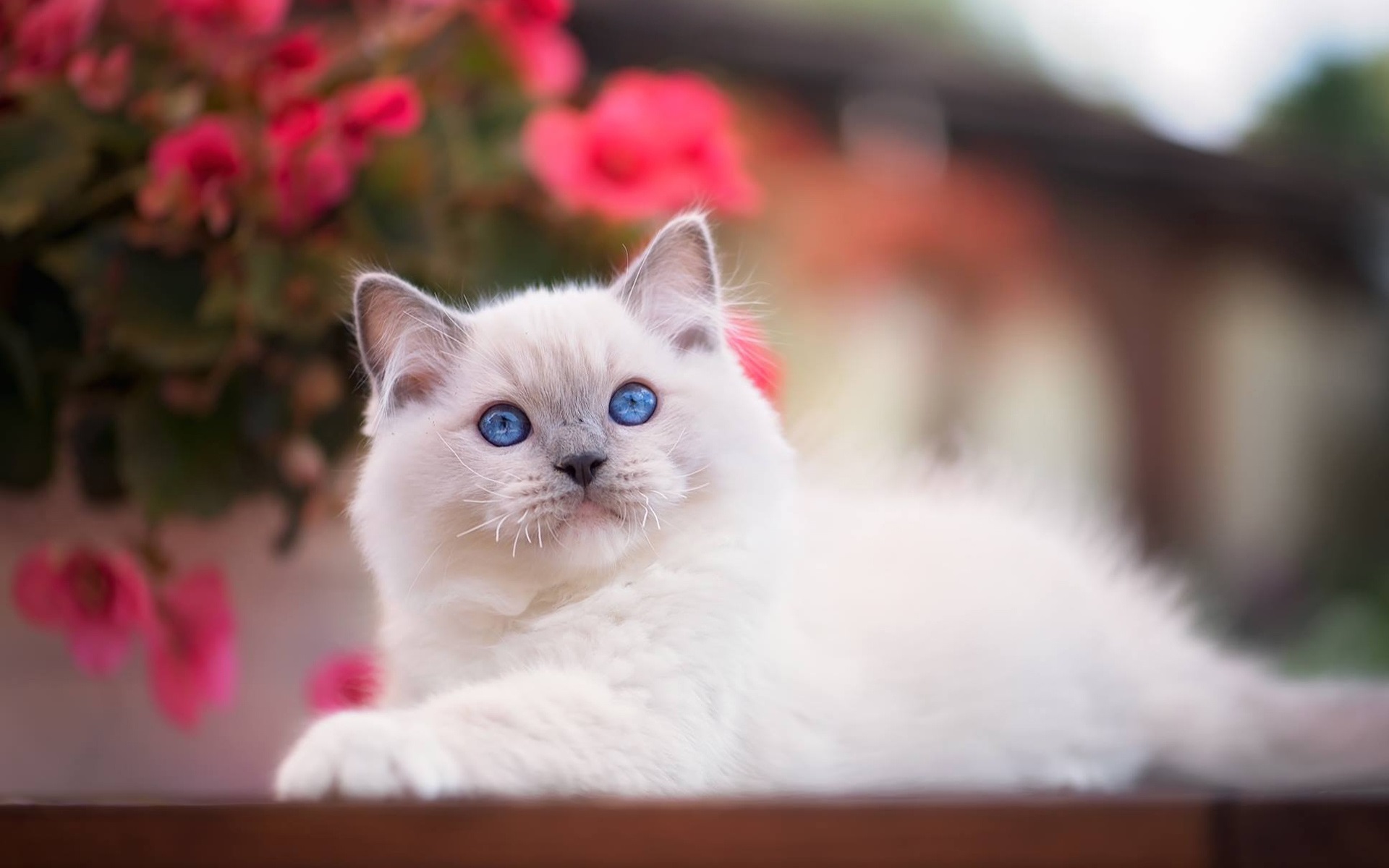 Ragdoll, Kitten, Denectic Cat, Bokeh, Cute Animals, - Gatos Blancos De Ojos Azules - HD Wallpaper 