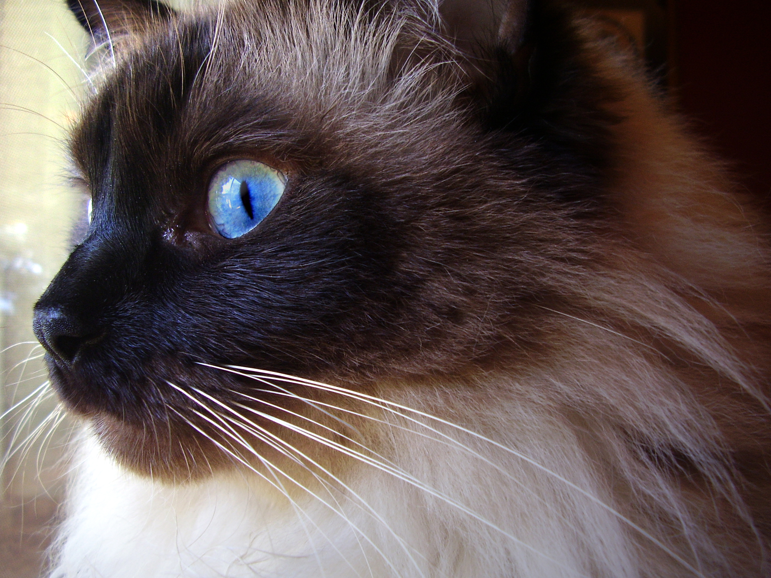 Ragdoll Cat - HD Wallpaper 