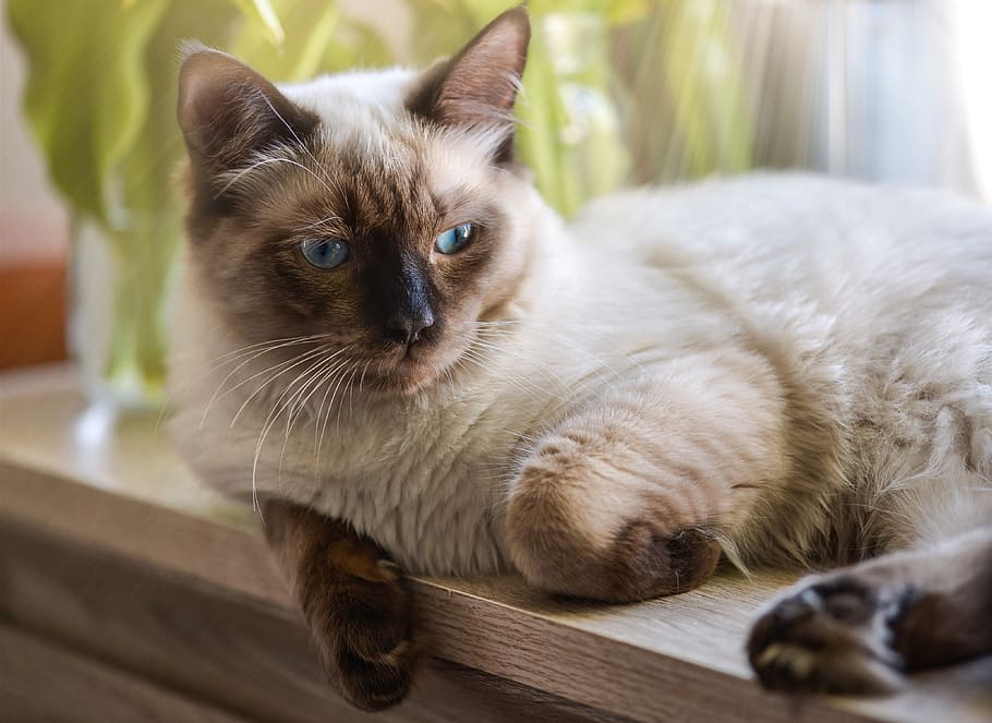 Cat, Ragdoll, Resting, Kitten, Kitty, Blue, Animal, - Ragdoll - HD Wallpaper 