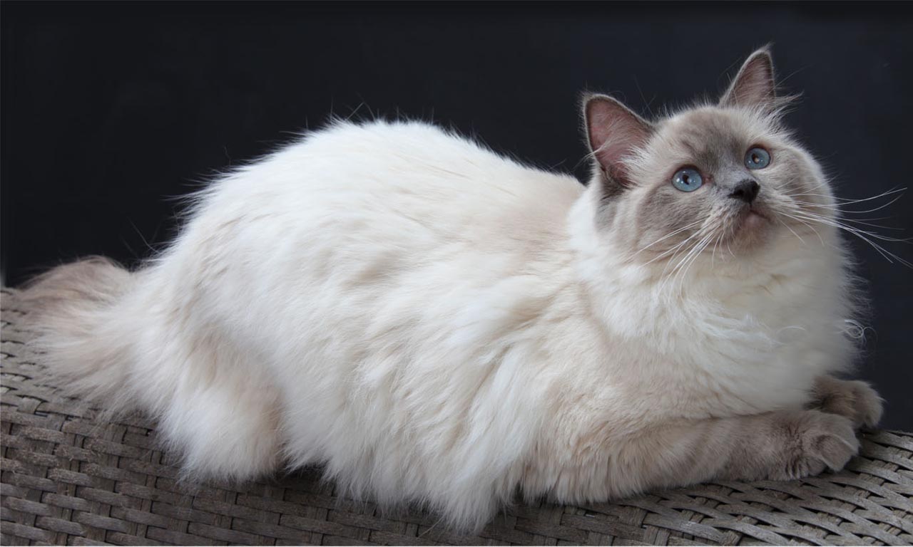 Cat With White And Brown Fur Blue Eyes - HD Wallpaper 