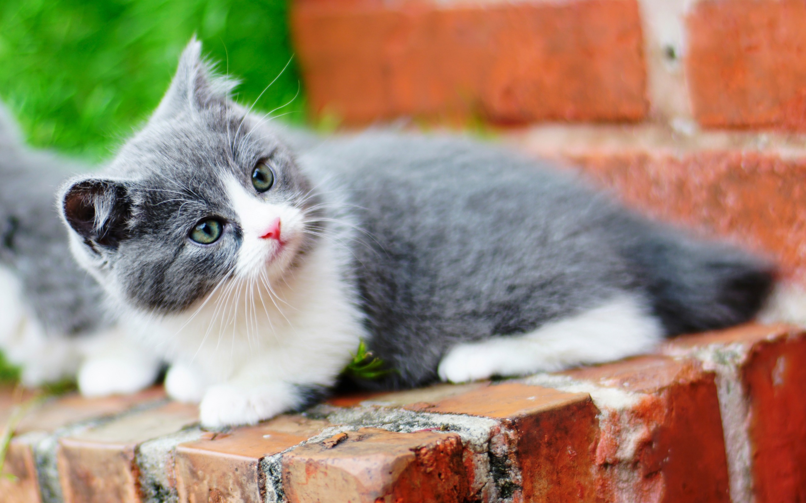 Ragdoll, Gray White Cat, Domestic Cat, Fluffy Cats, - Gatos Blanco Con Gris - HD Wallpaper 