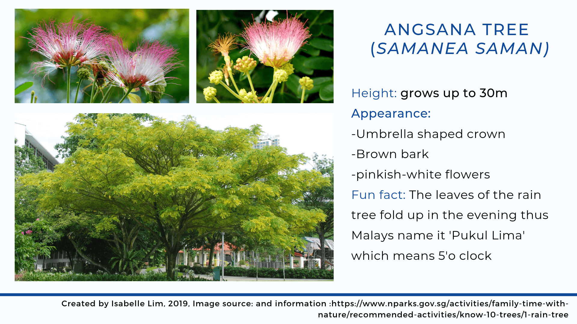 Yellow Rain Tree - 1920x1080 Wallpaper - teahub.io