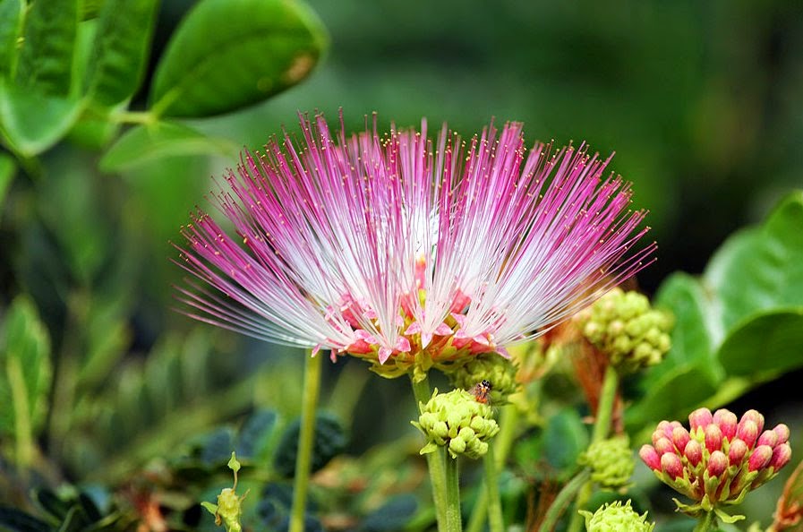 Asoka Flower Bakul Tree - HD Wallpaper 