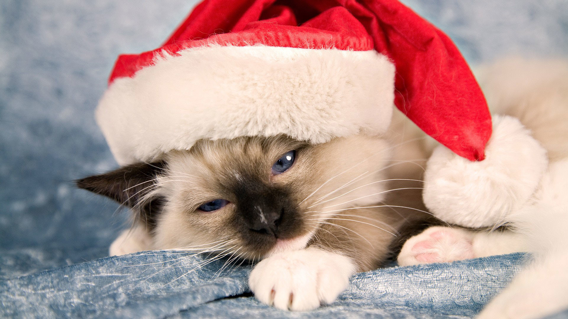 Hd Pics Photos Cute Christmas Cat Hat Beautiful Hd - Cute Cat Christmas Backgrounds - HD Wallpaper 
