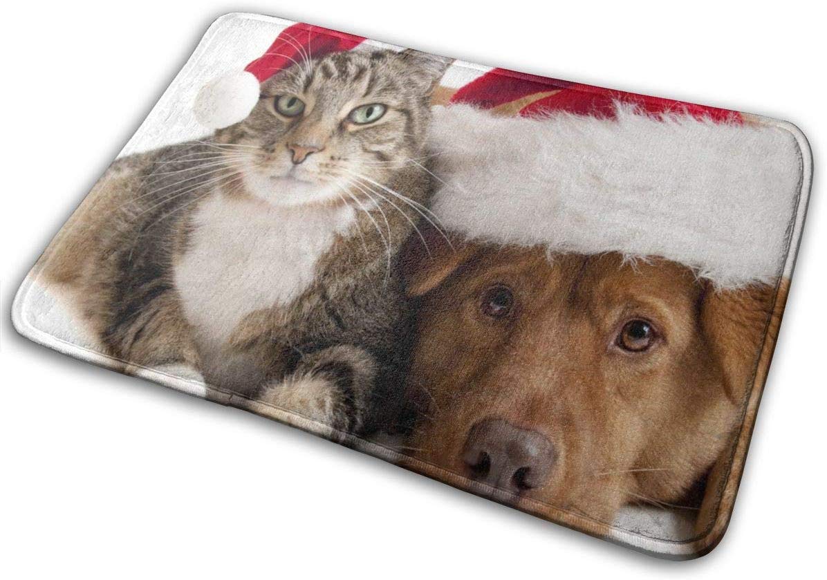 Tabby Cat - HD Wallpaper 