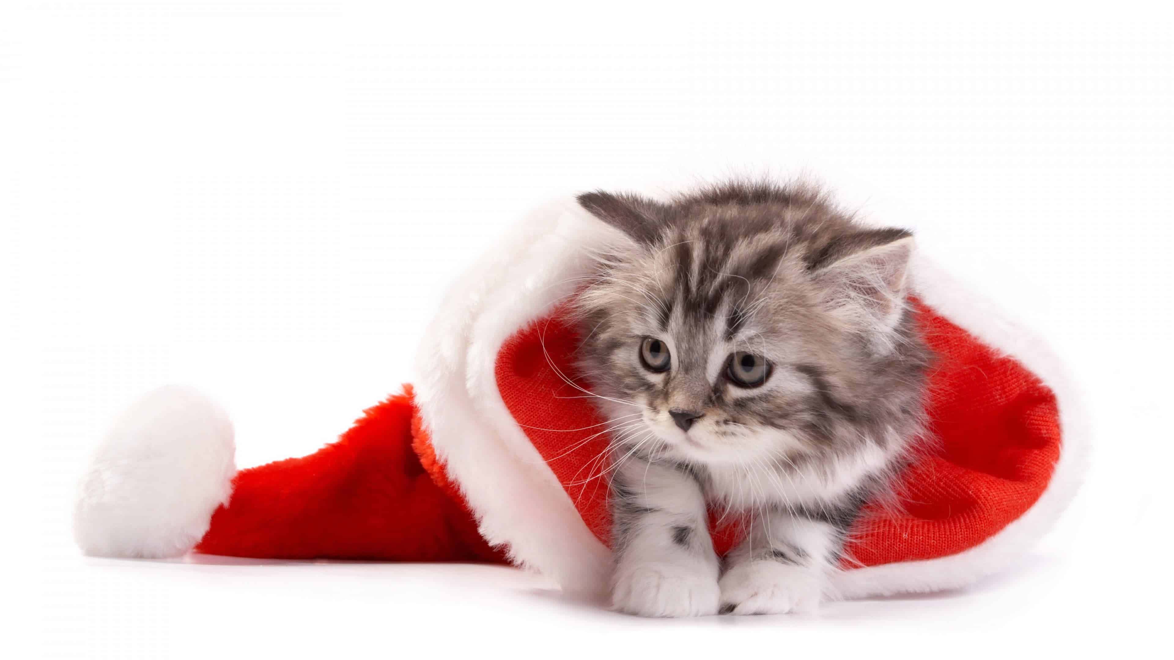 Kitten In Santa Hat Uhd 4k Wallpaper - HD Wallpaper 