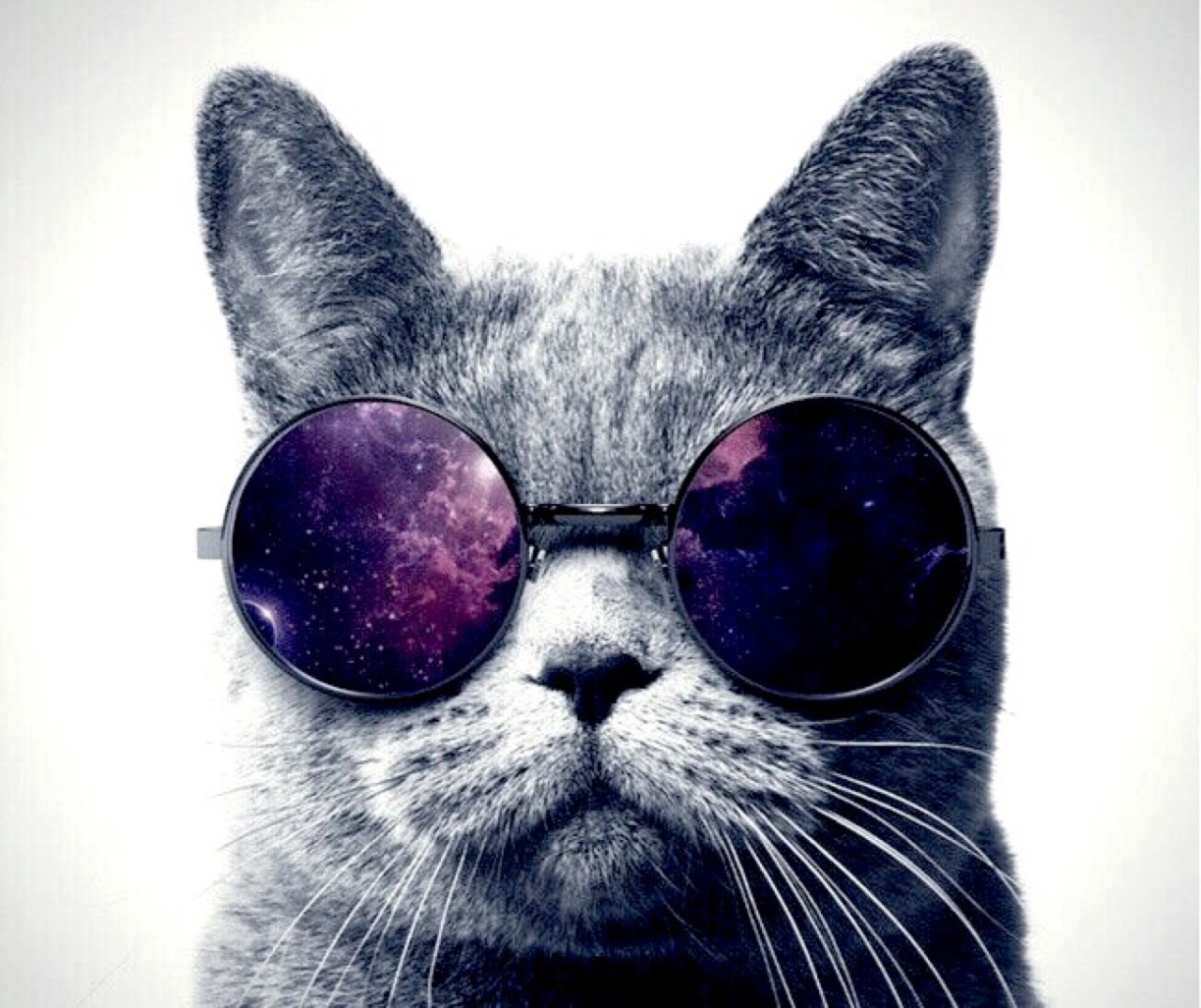 The Cat In The Hat And Glasses - Photograph - HD Wallpaper 