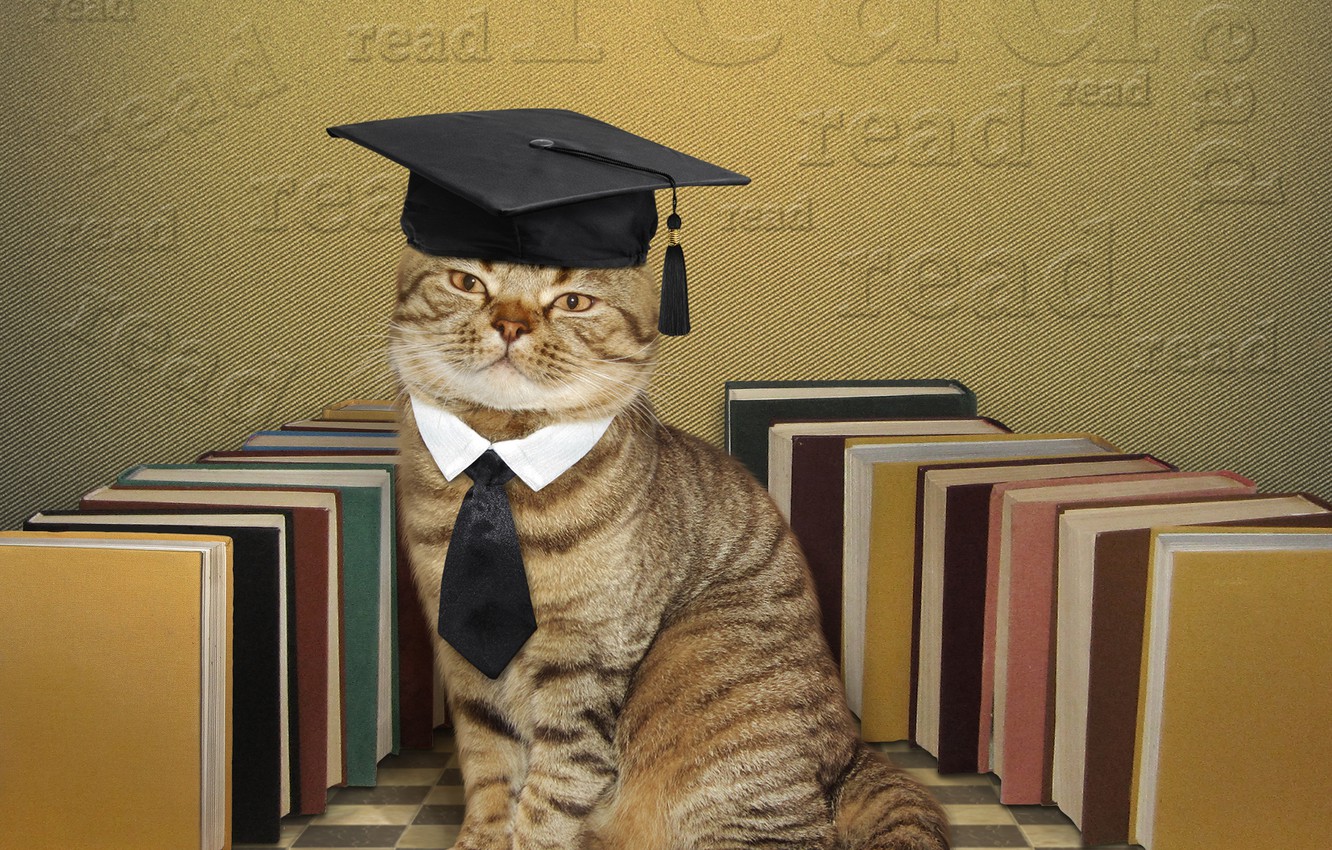 Photo Wallpaper Cat, Books, Humor, Hat, Tie, Scientist - Scientist Cat - HD Wallpaper 