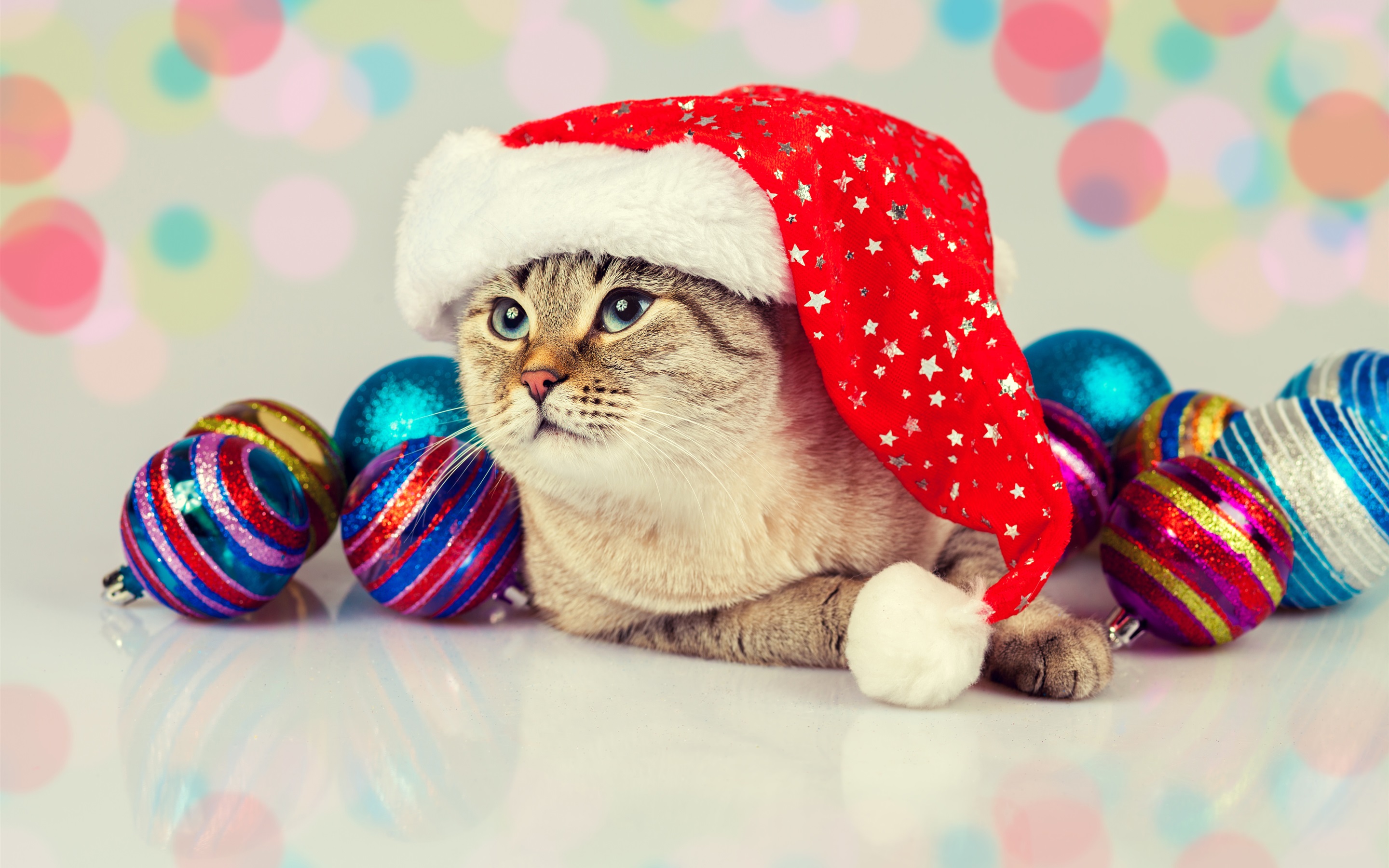 Cat Christmas Wallpaper Iphone 7 Plus - HD Wallpaper 