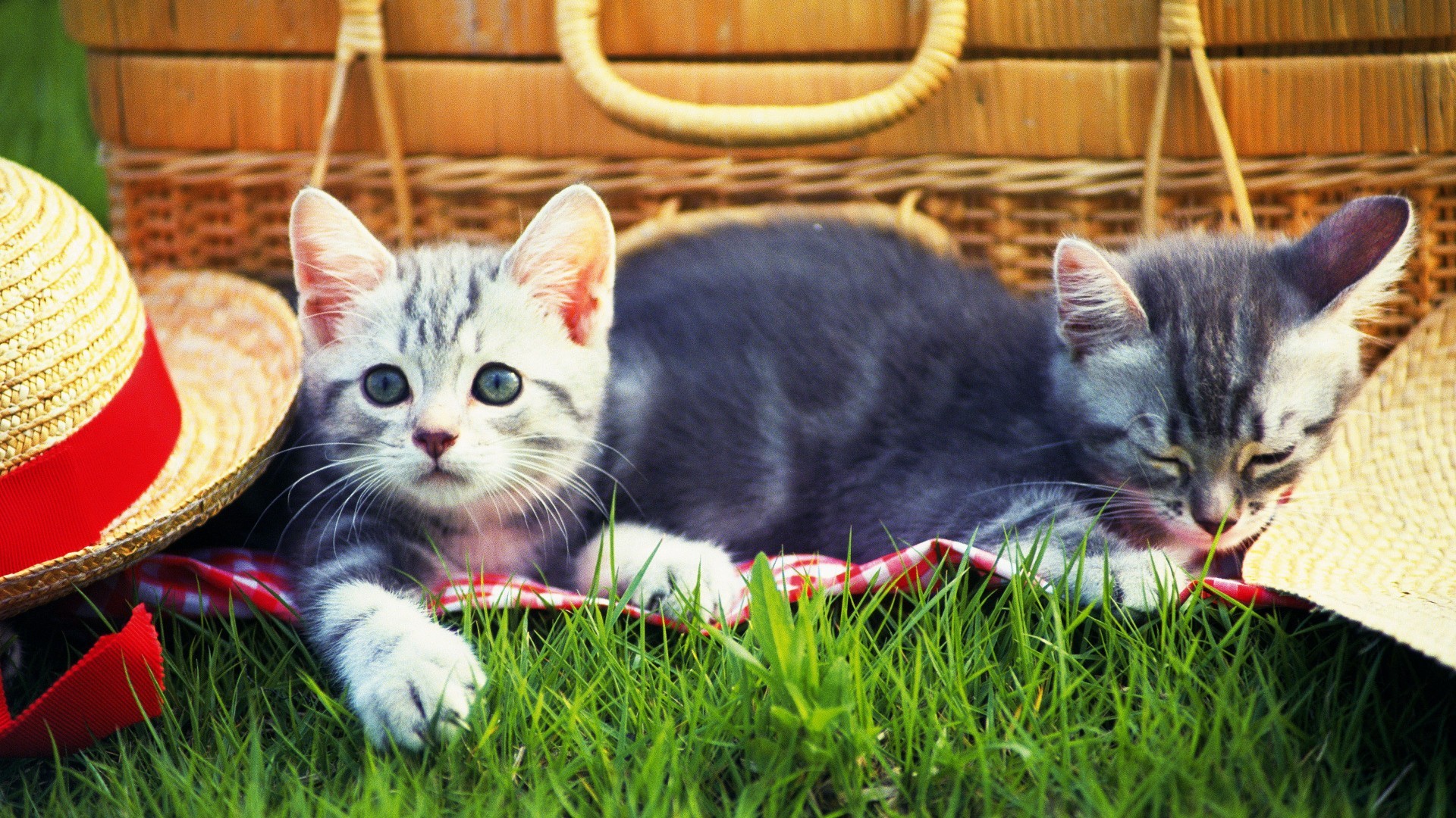 Cat Picnic - HD Wallpaper 