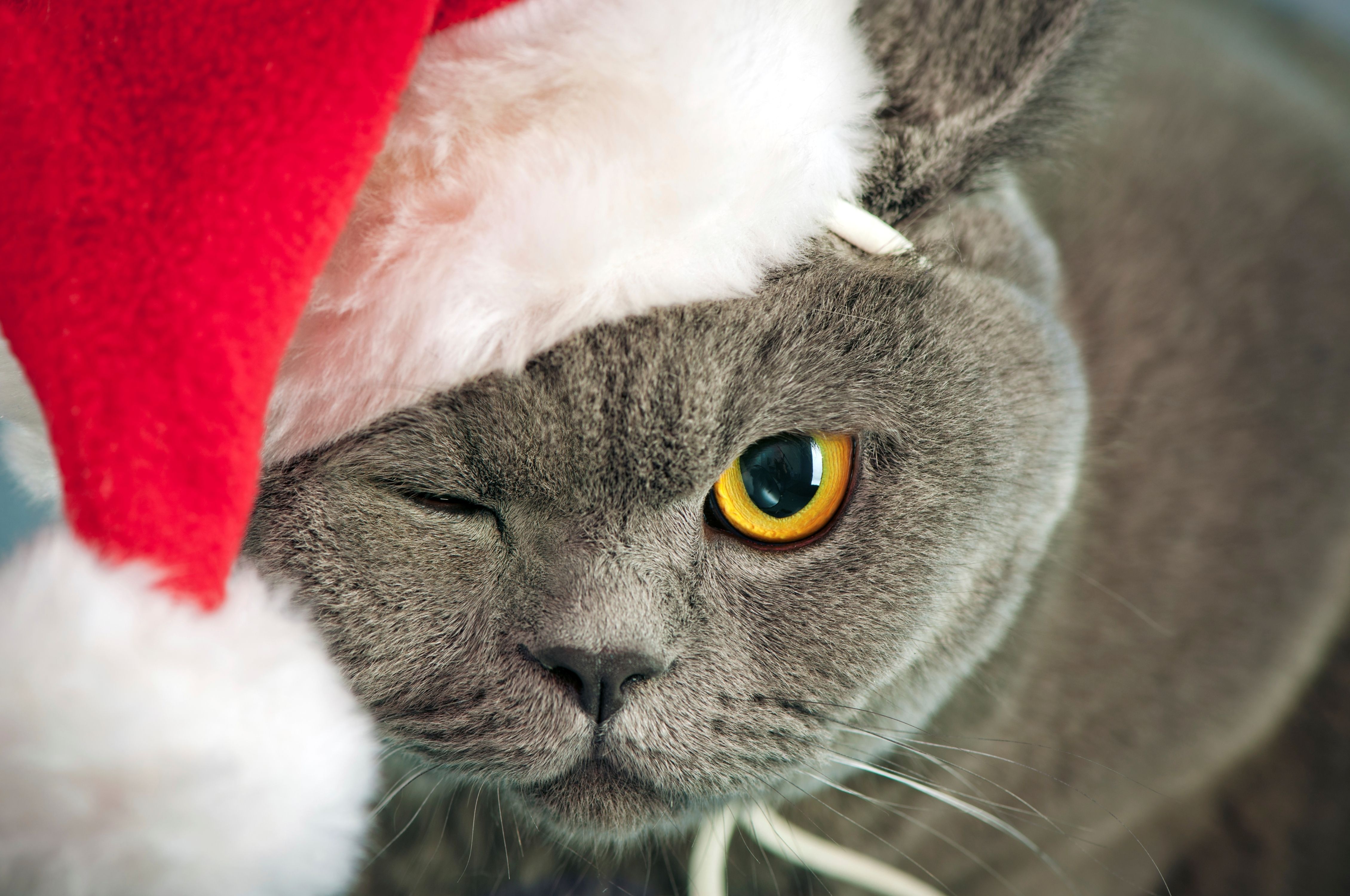 Fondos De Pantalla De Navidad Gatos - HD Wallpaper 