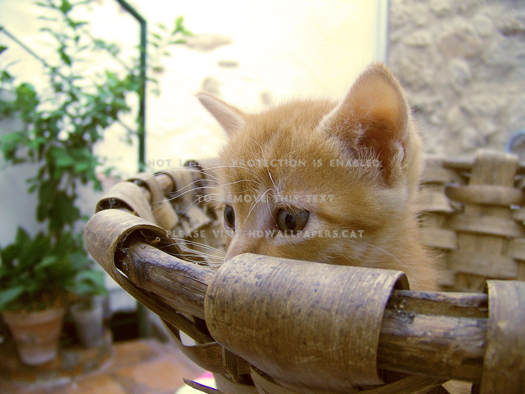Cat Lovely Paws Hat Kitten Face Beautiful - Domestic Short-haired Cat - HD Wallpaper 