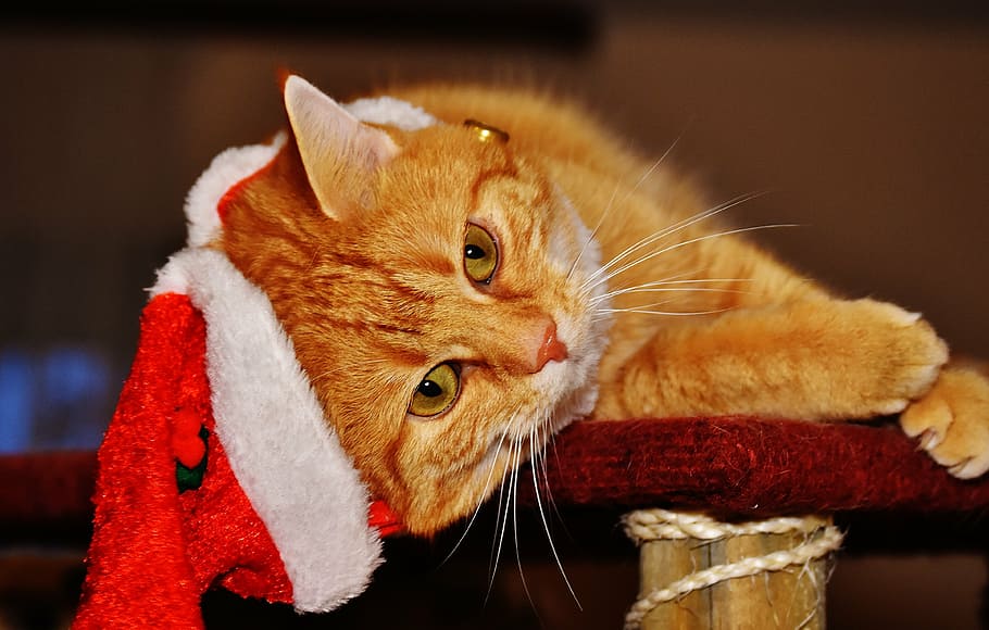 Orange Tabby Cat Laying On Red Wooden Surface, Christmas, - HD Wallpaper 