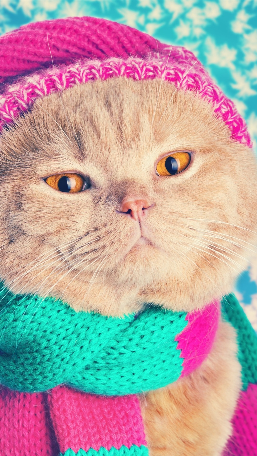 Iphone Wallpaper Funny Cat, Hat, Scarf - Katze Mit Mütze Und Schal - HD Wallpaper 