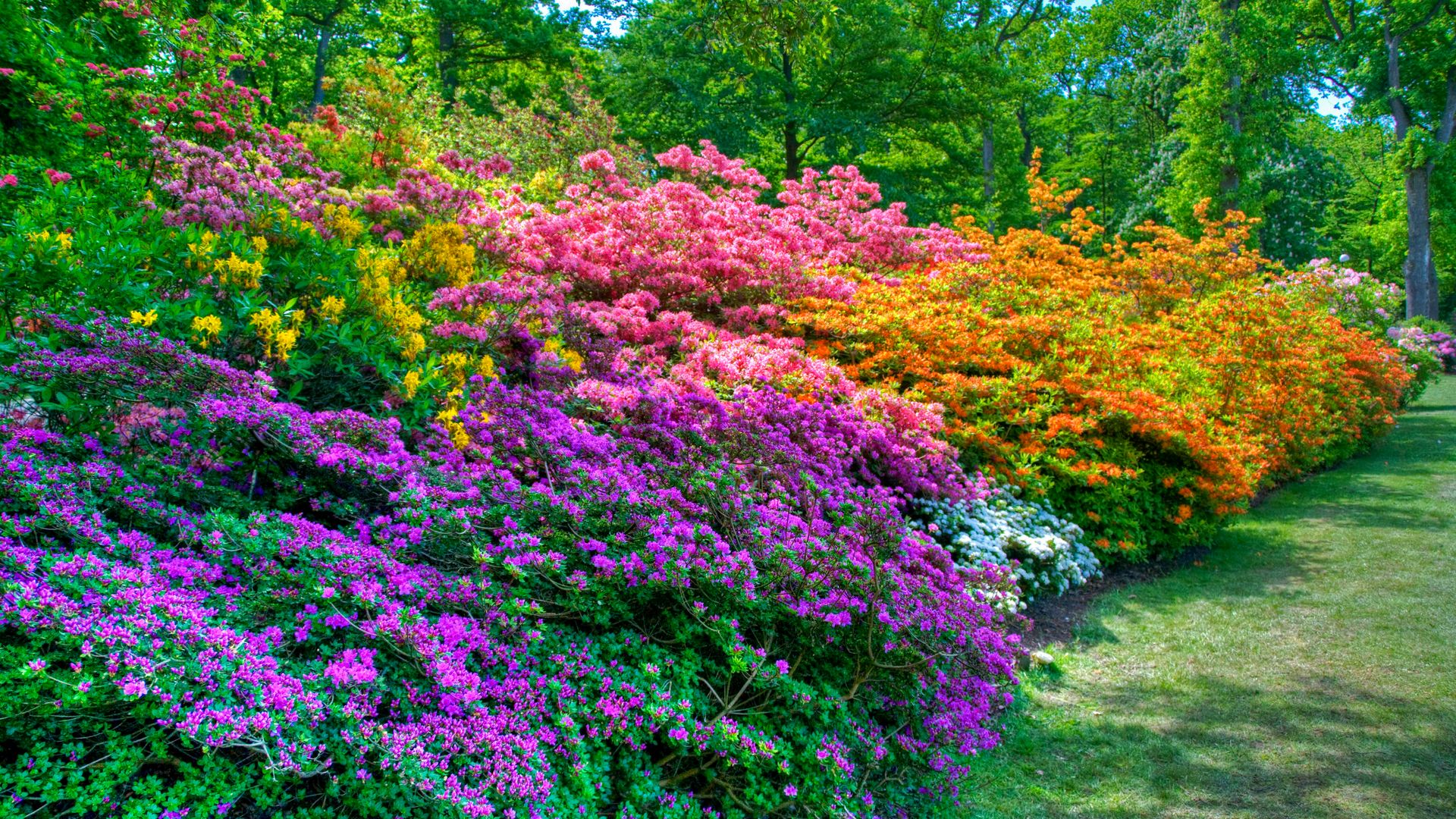 Park Spring Bush Flowers - Kwiaty Krzewy - HD Wallpaper 