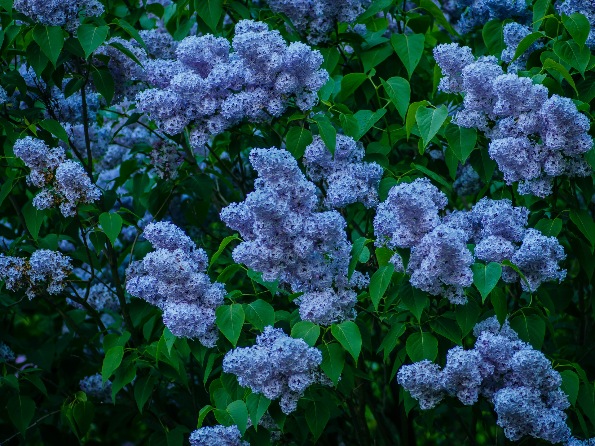 Blue Lilac Bush - HD Wallpaper 