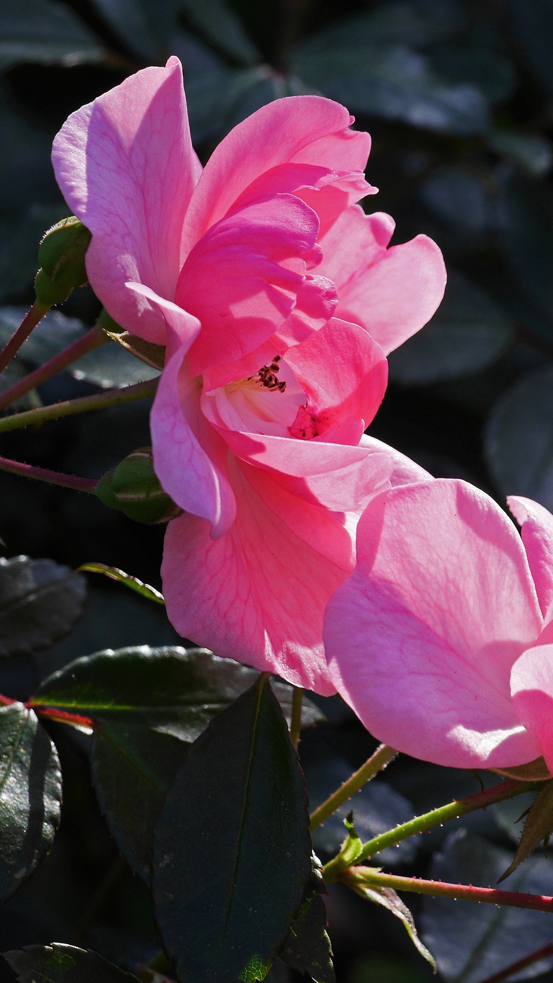 Rosa De Octubre Flor - HD Wallpaper 