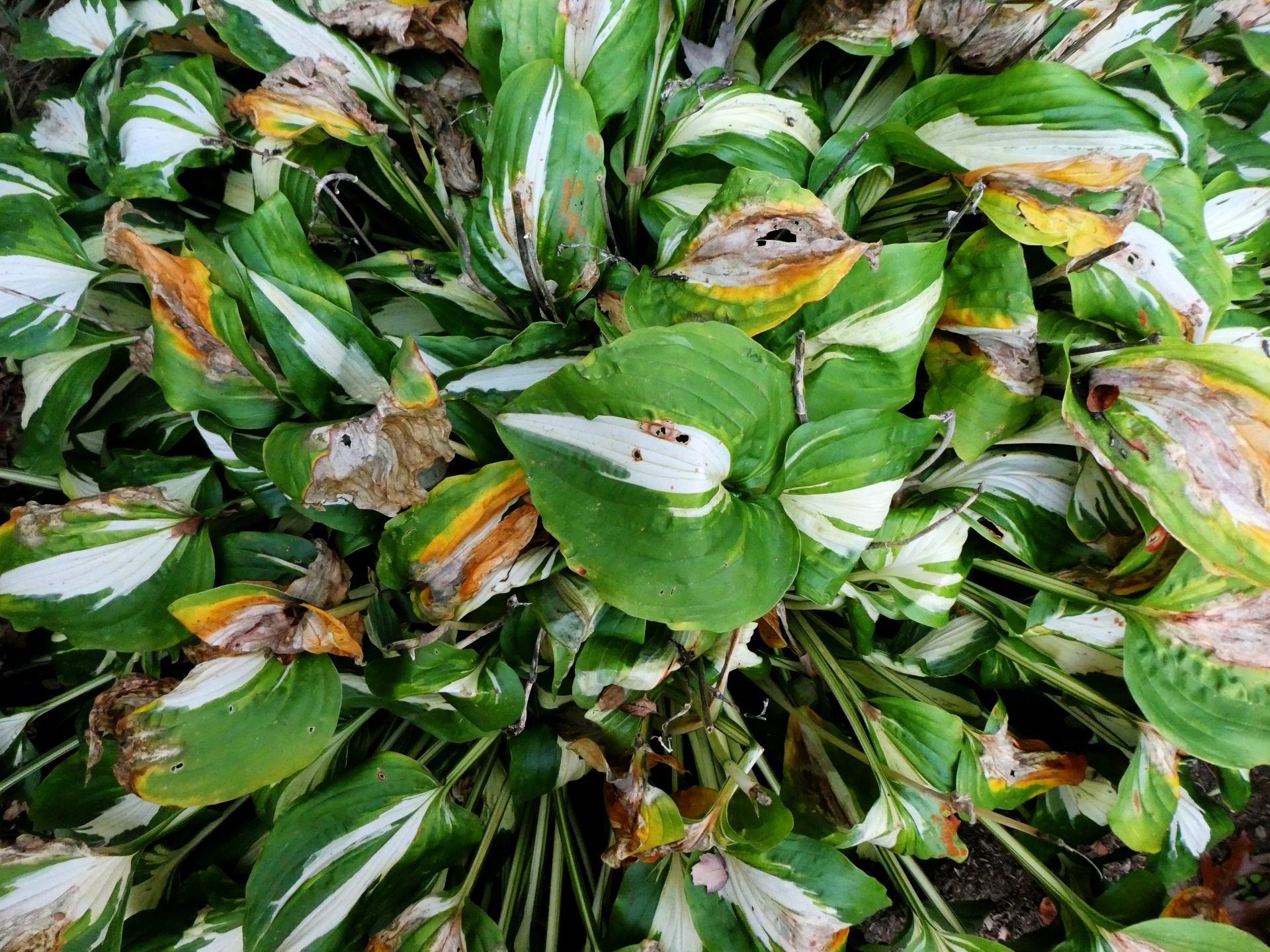 Background Wallpaper Autumn Free Photo - Boa Constrictor - HD Wallpaper 