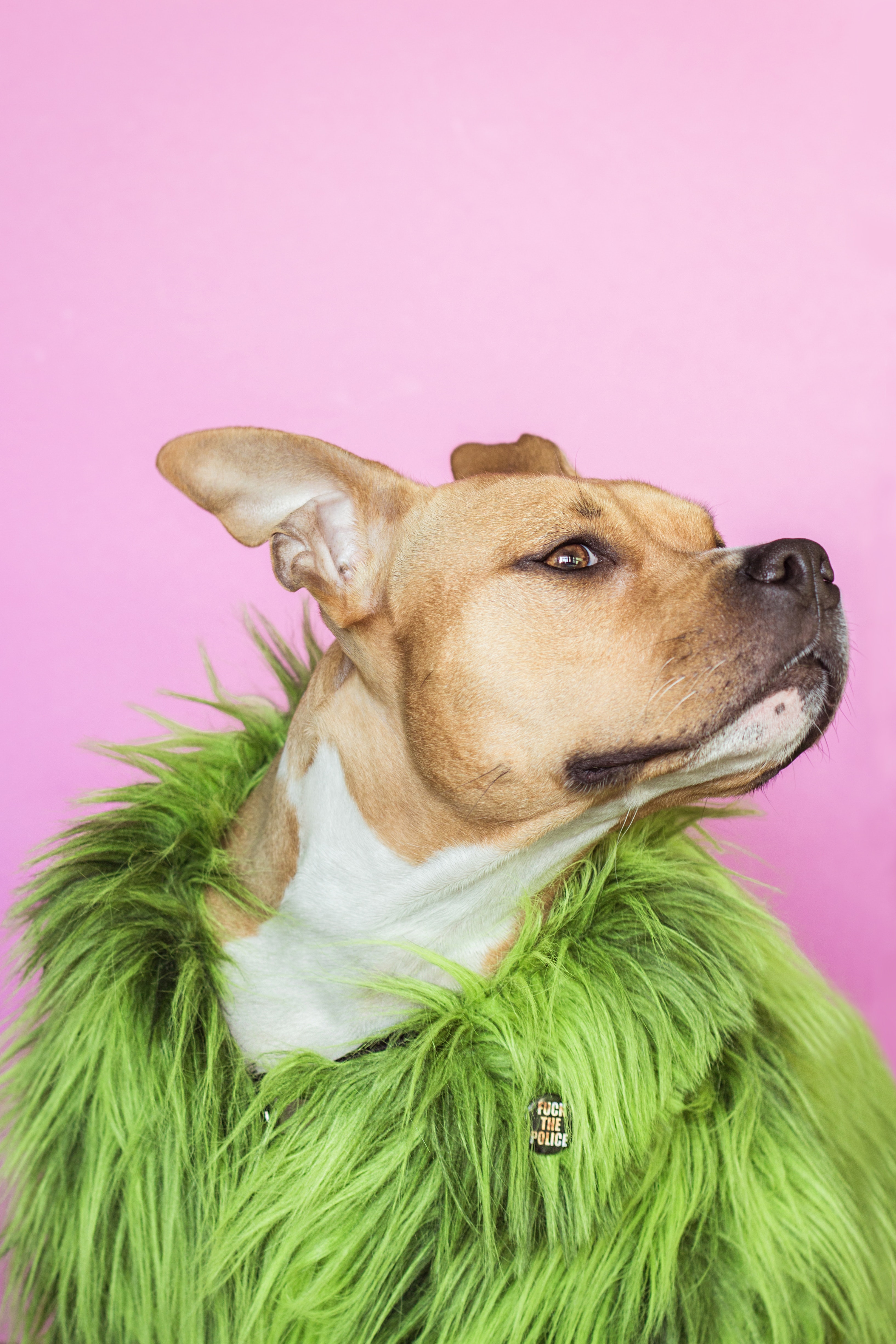 Dog - HD Wallpaper 