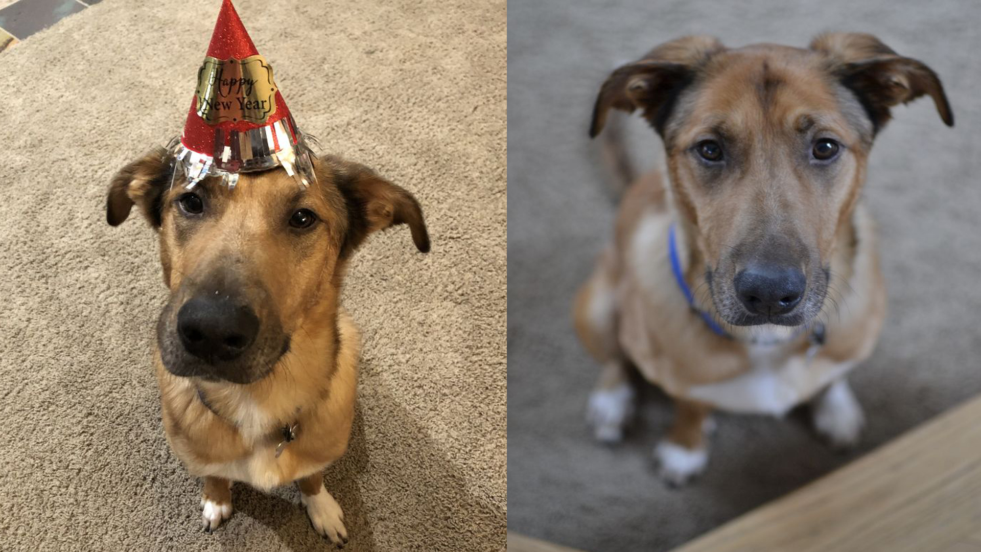 Companion Dog - HD Wallpaper 