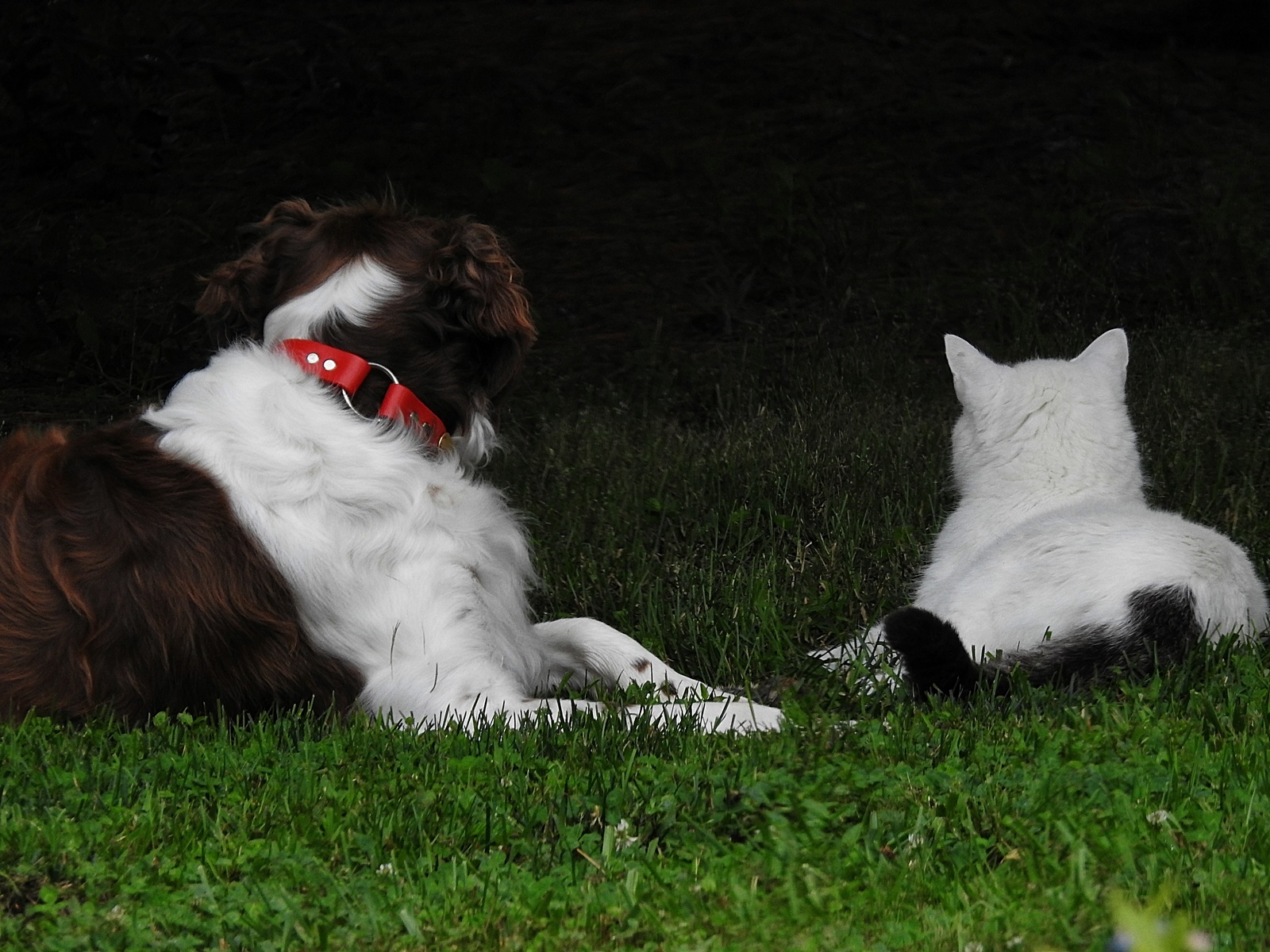Companion Dog - HD Wallpaper 