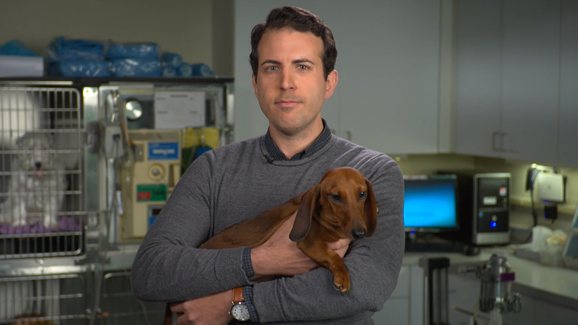 Cocker Spaniel - HD Wallpaper 