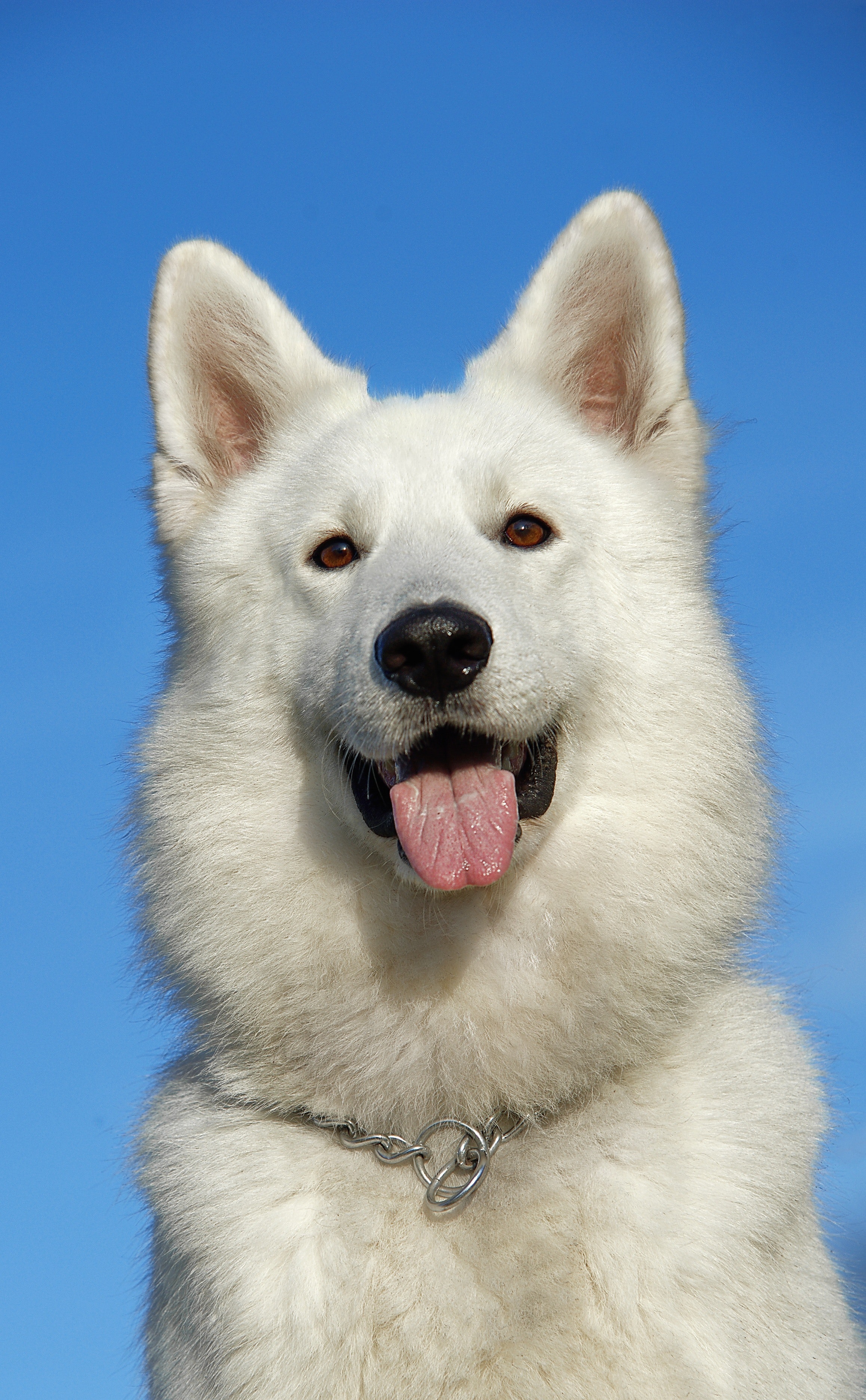 White German Shepherd - HD Wallpaper 