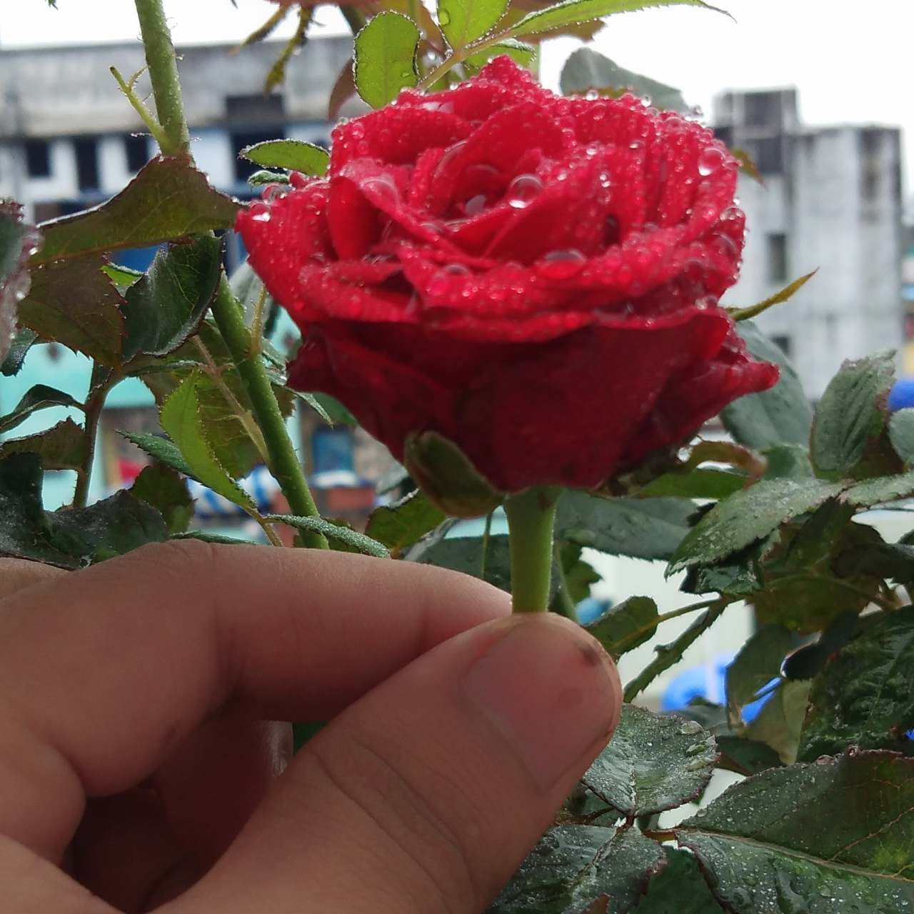 Trust Me I Love You 
jaan - Garden Roses - HD Wallpaper 