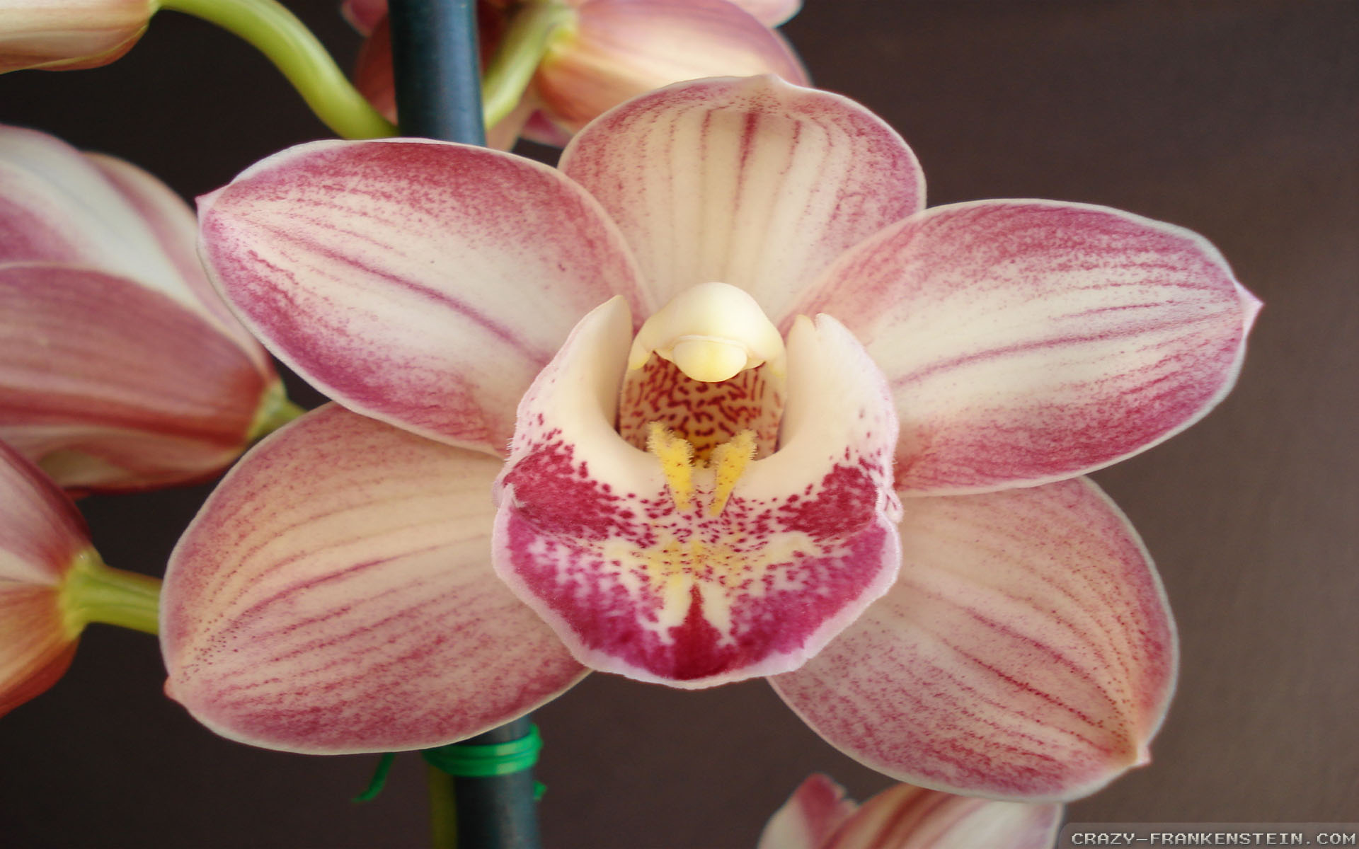 Phalaenopsis Equestris - HD Wallpaper 