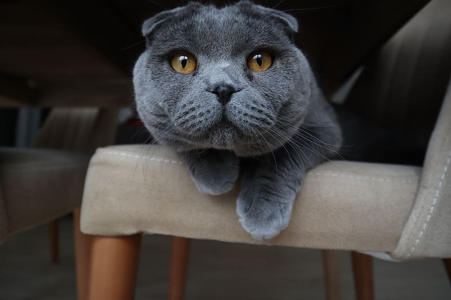 Blue Scottish Fold Cat On Chair, Animal Themes, Mammal, - Blue Scottish Fold Cat - HD Wallpaper 