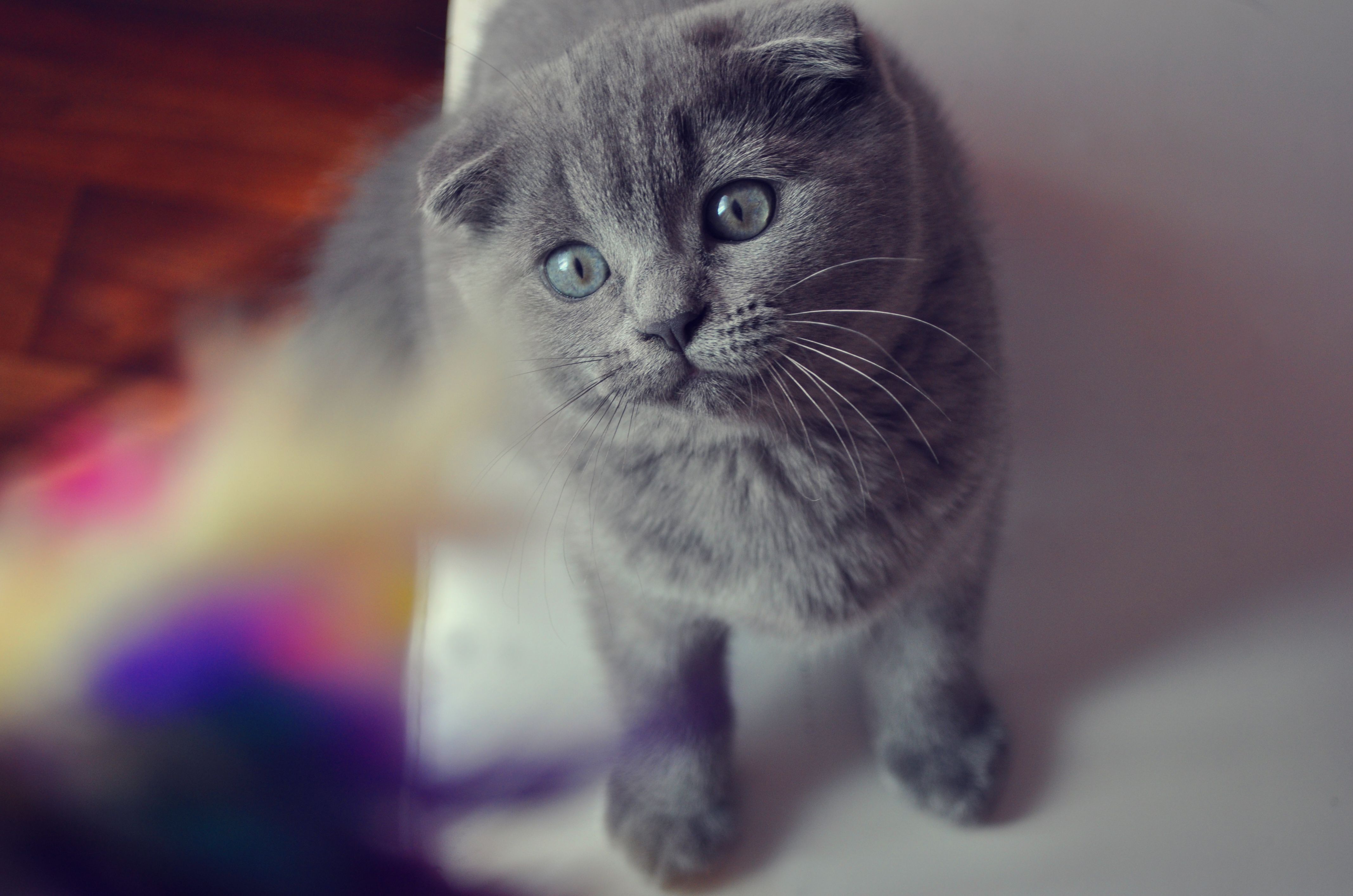Scottish Fold Cat With Blue Eyes - HD Wallpaper 