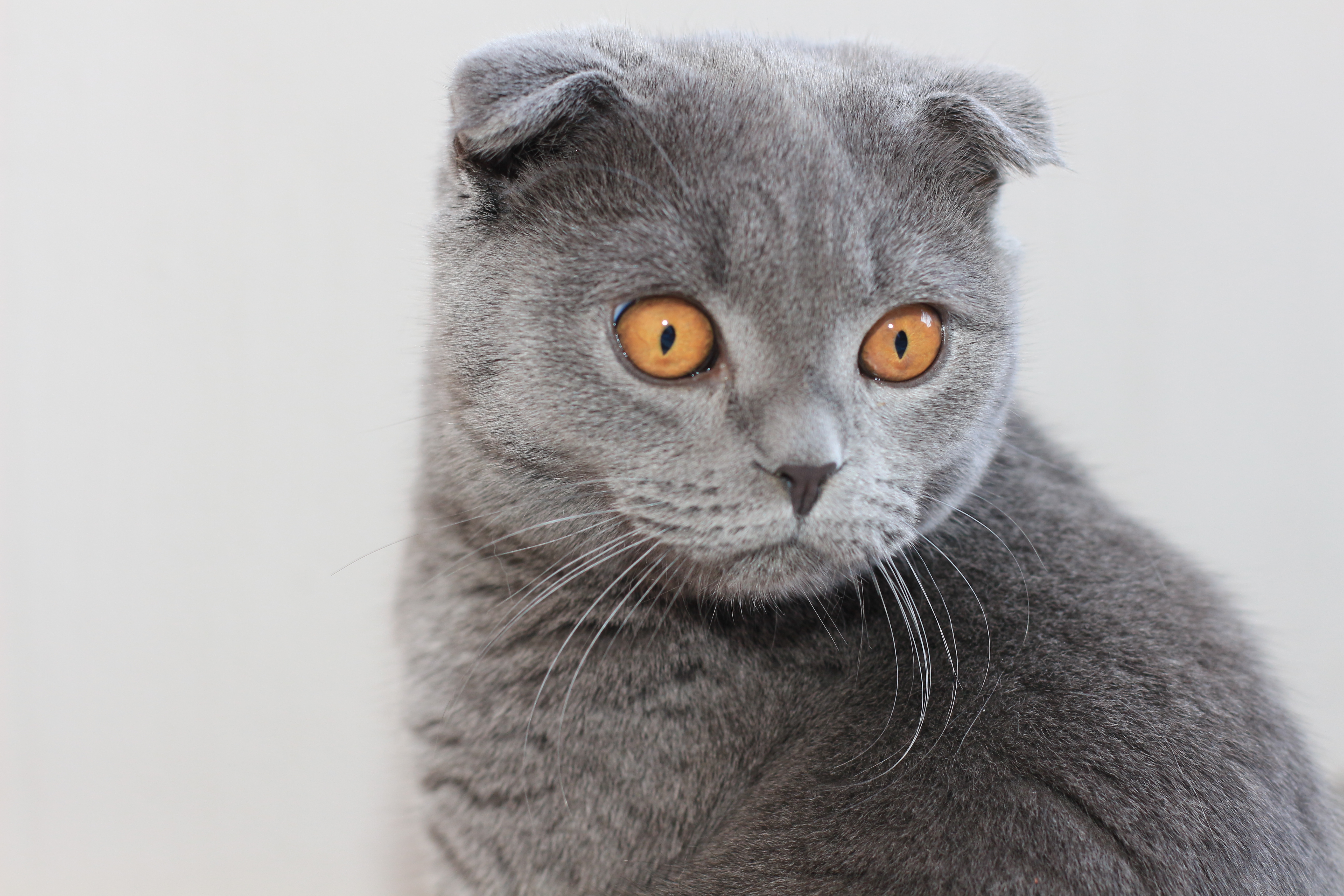 Scottish Fold Cat Wallpapers - Scottish Fold - HD Wallpaper 